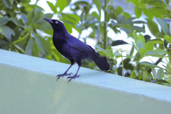 Greater Antillean Grackle Great Bird Pics