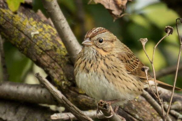 One Of The Prettiest Sparrows Around Great Bird Pics