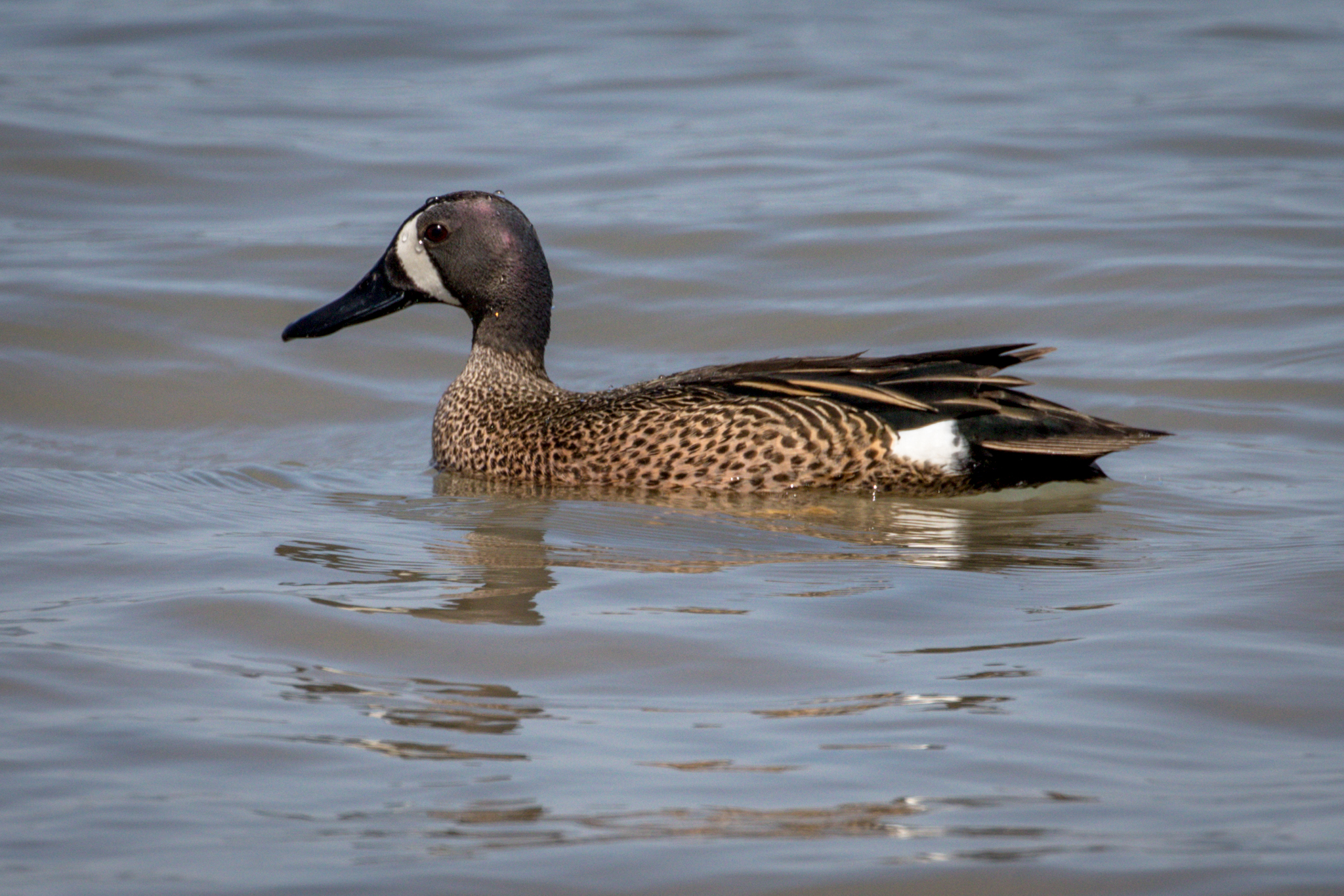 Serene Morning | Great Bird Pics