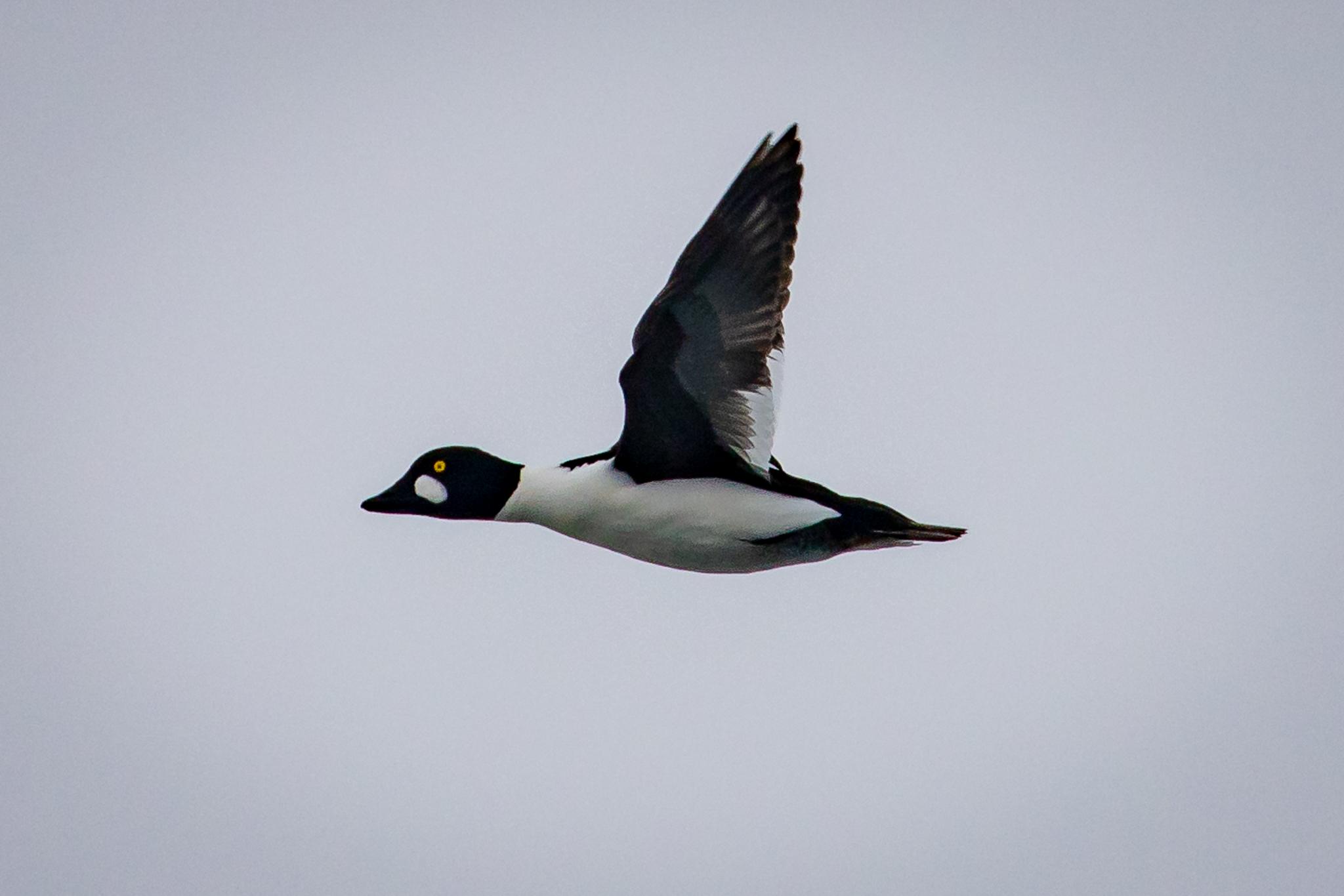 A Gray Day Flight | Great Bird Pics