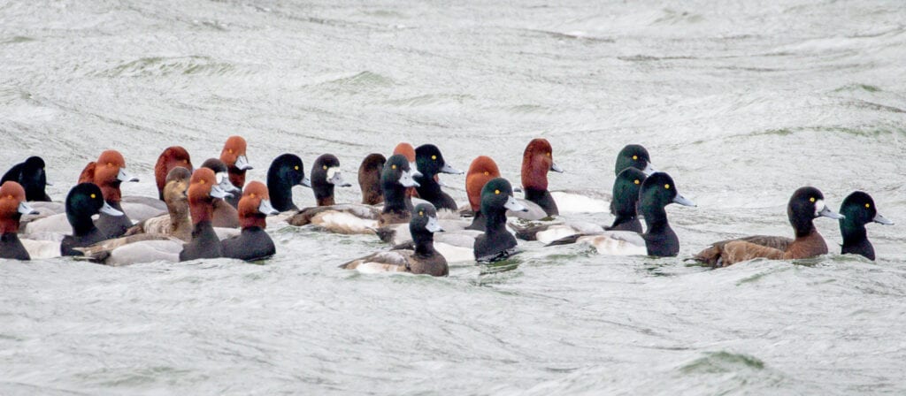 A Small Flotilla Great Bird Pics