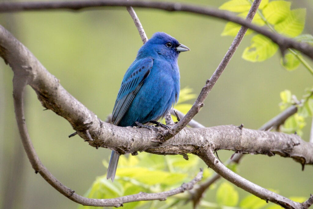 Beautiful Indigo | Great Bird Pics