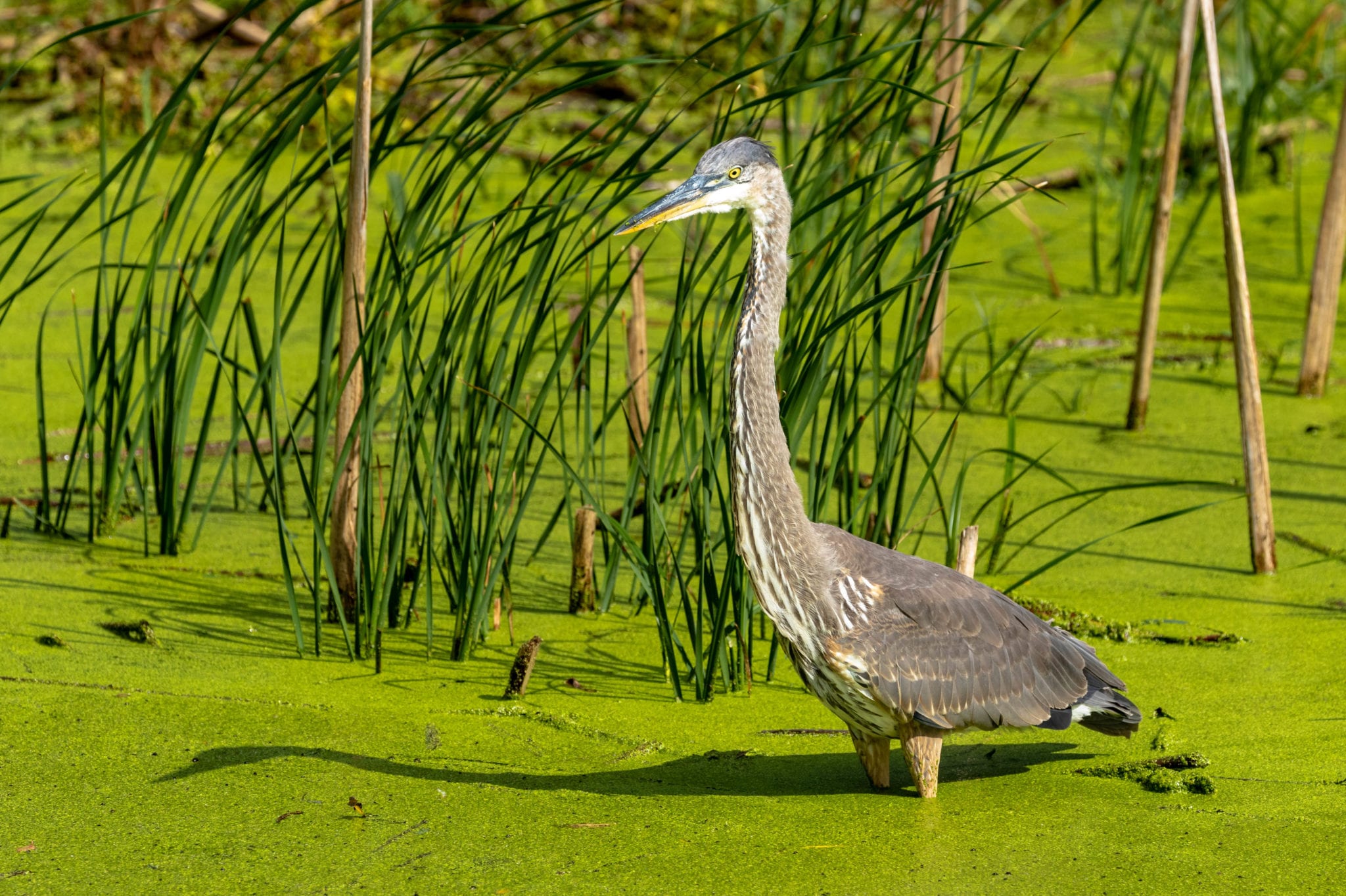 Young Great Blue in the Swamp | Great Bird Pics