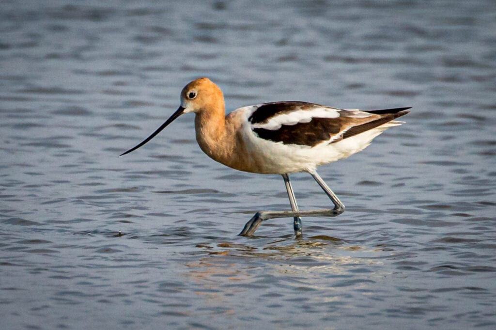 Stepping Through | Great Bird Pics