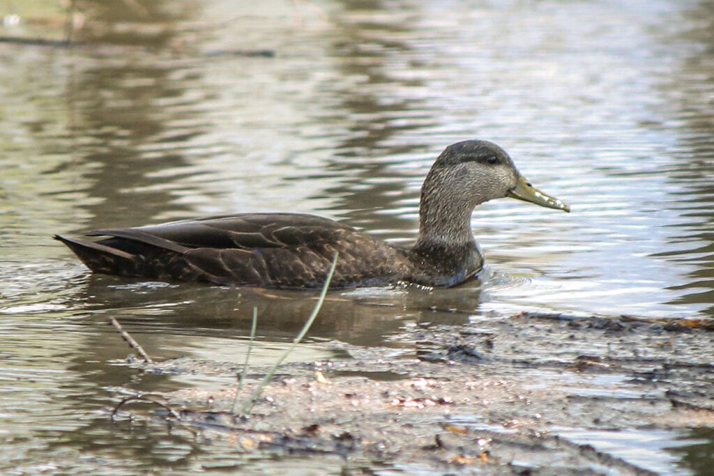 Looks like a Duck | Great Bird Pics