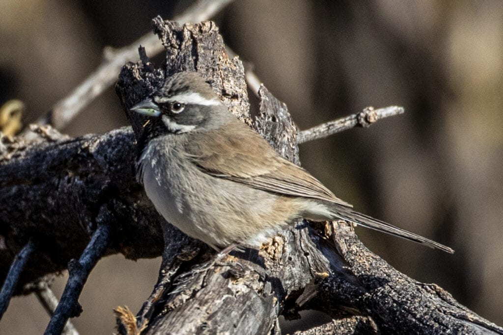 A Western Sparrow | Great Bird Pics