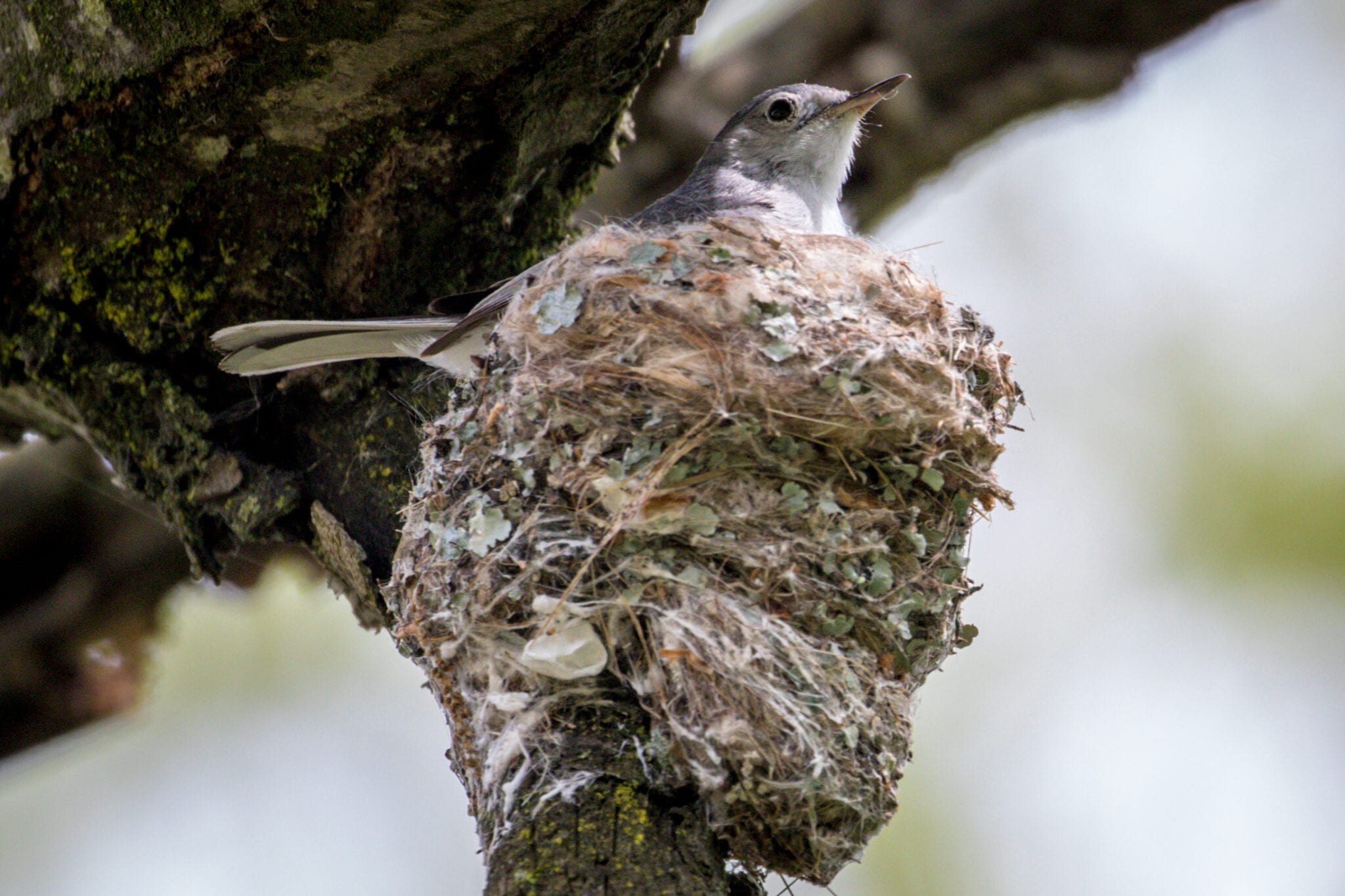 Big Nest for Such a Little Guy (or Girl) | Great Bird Pics