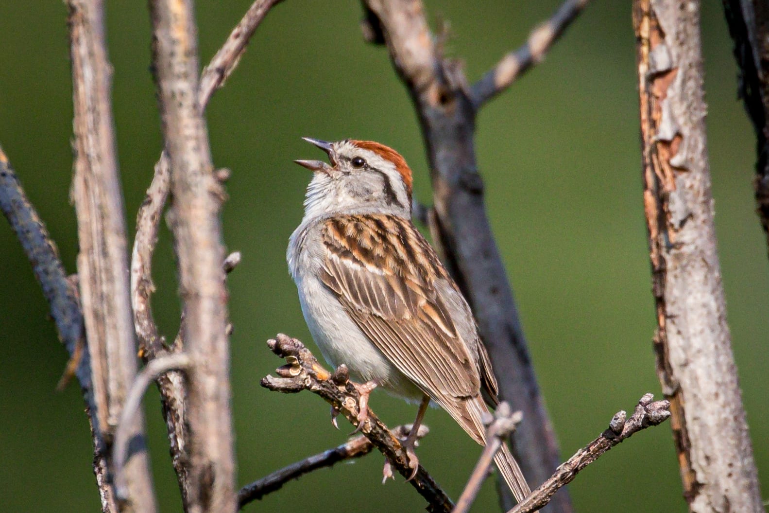 Does a Chipping Sparrow Chip? | Great Bird Pics