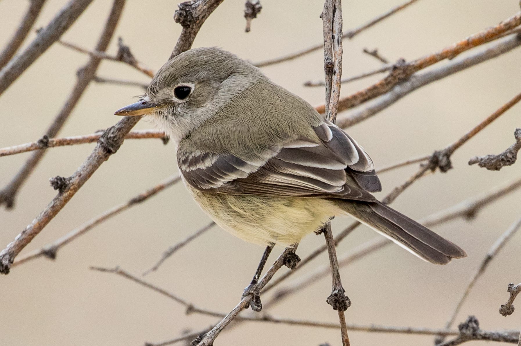 Big Eyering | Great Bird Pics