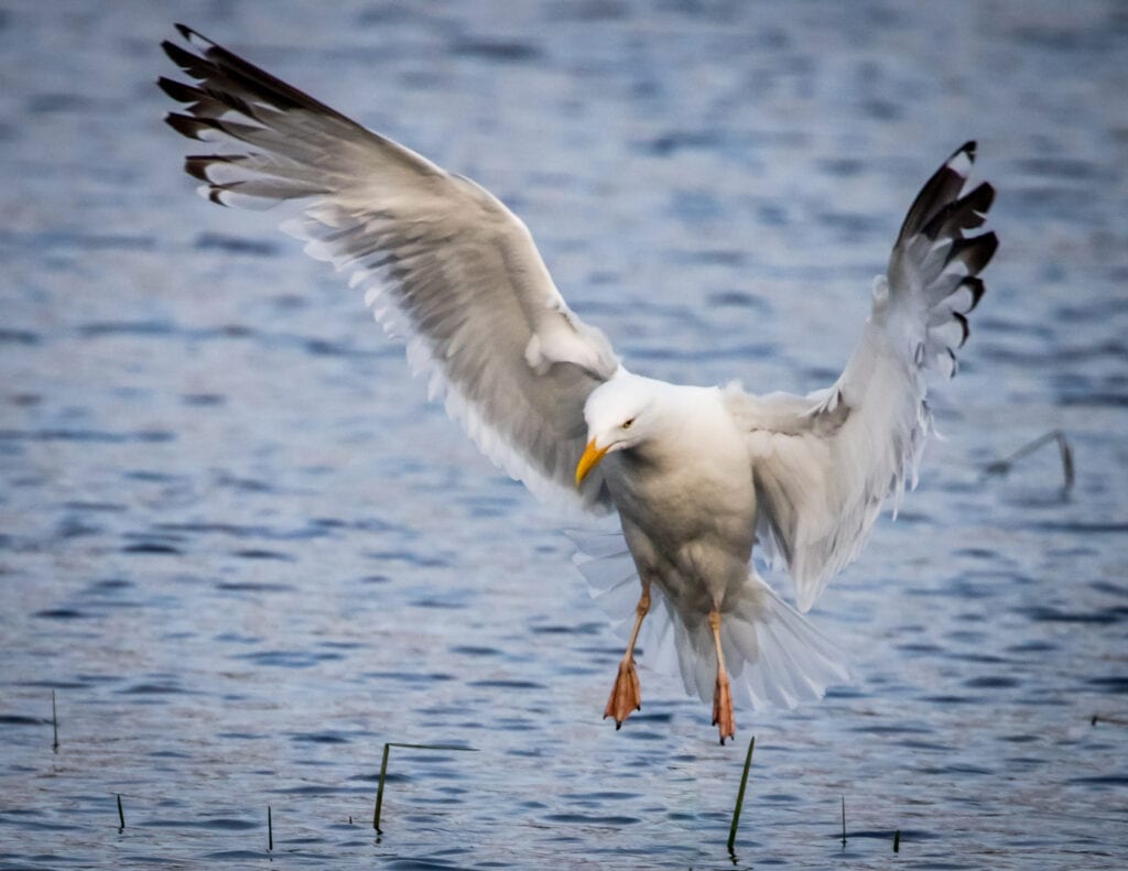 Water Landing | Great Bird Pics
