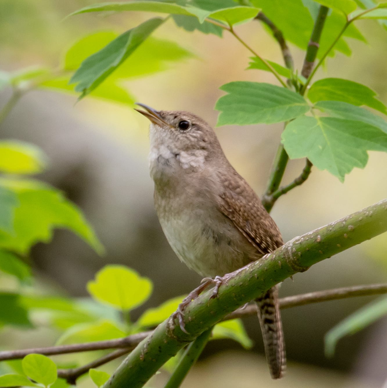 Bringing the House Down | Great Bird Pics