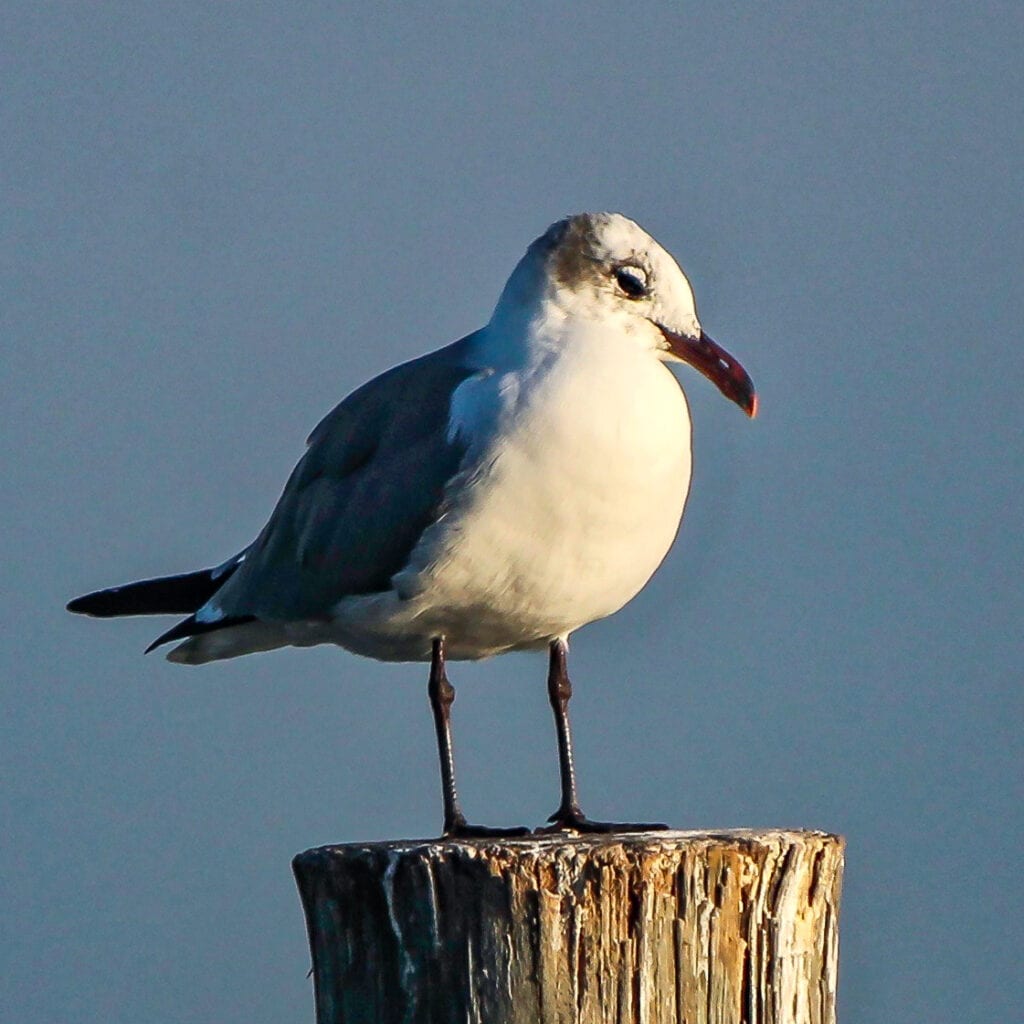 Today’s Post Is No Laughing Matter | Great Bird Pics