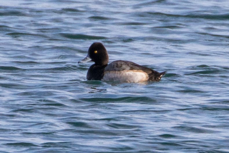 Lesser of Two Scaups | Great Bird Pics