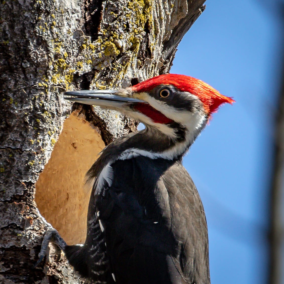 Knock on the Door | Great Bird Pics