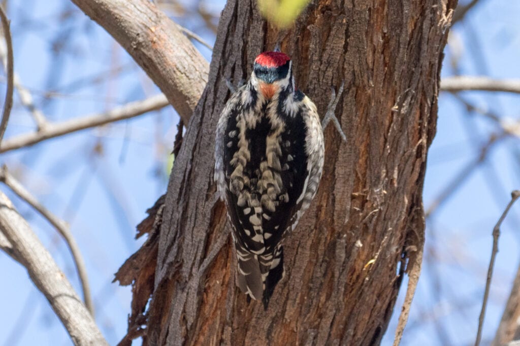 There’s the Red Nape | Great Bird Pics