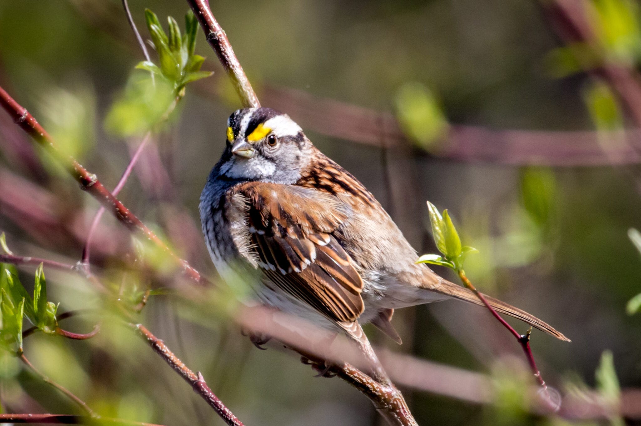 Striking Head | Great Bird Pics