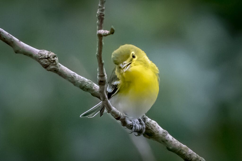 DuPage Bird Club’s Mini Tutorial: Pine Warbler Vs. Yellow-throated ...