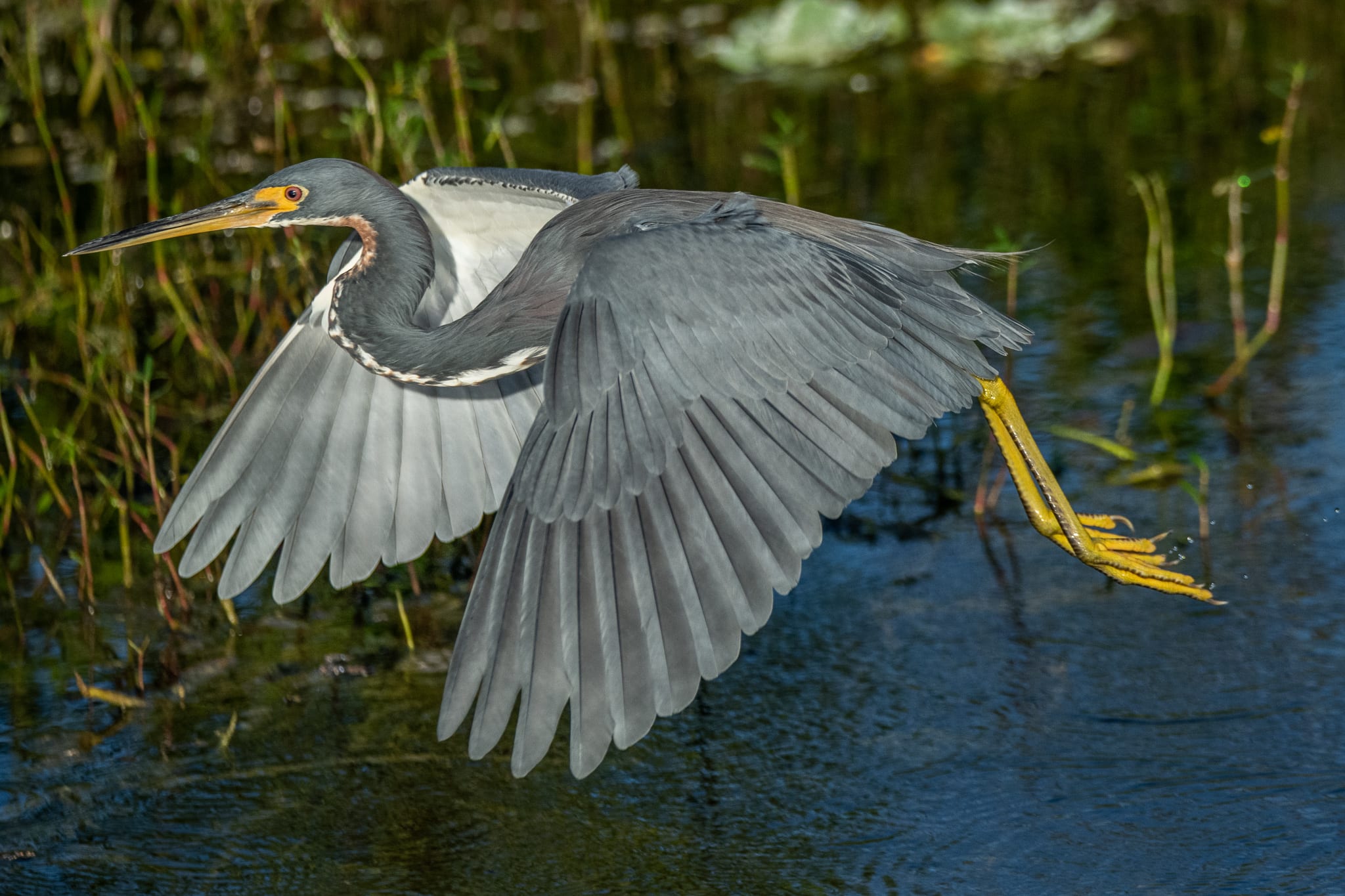 Tricolored Heron in flight | Great Bird Pics