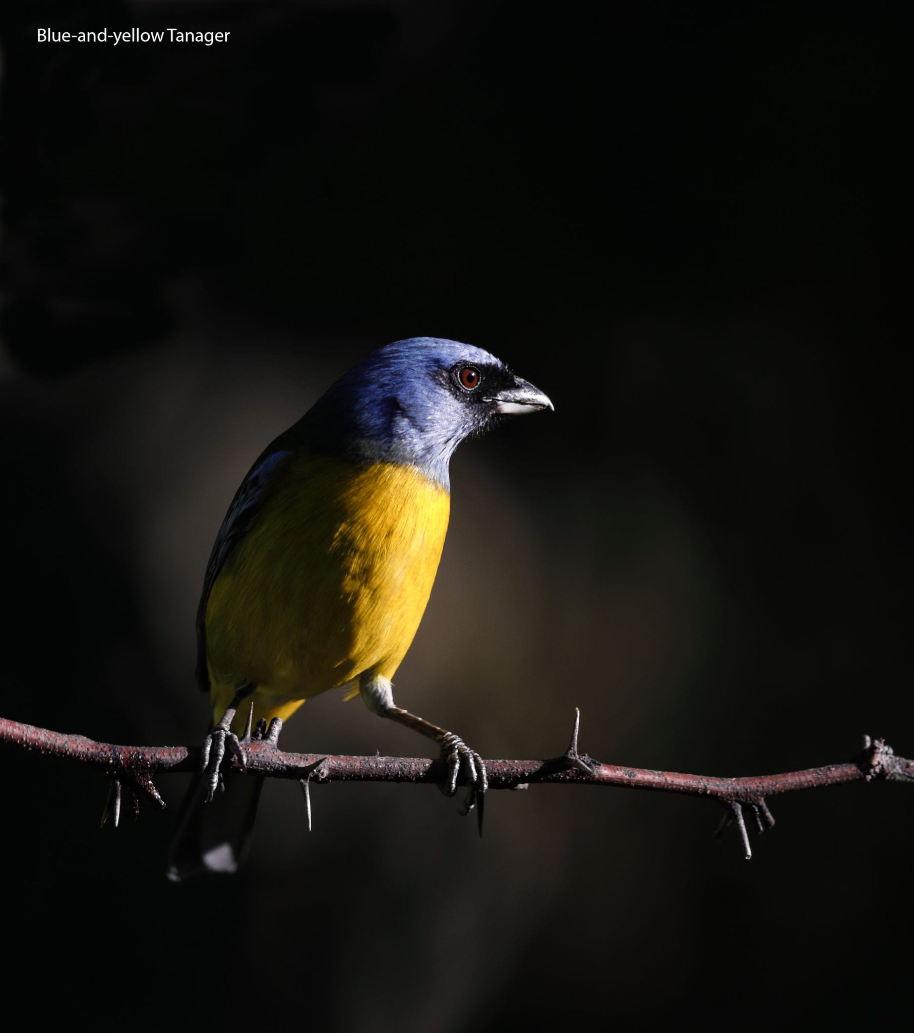 Blue-and-yellow Tanager | Great Bird Pics