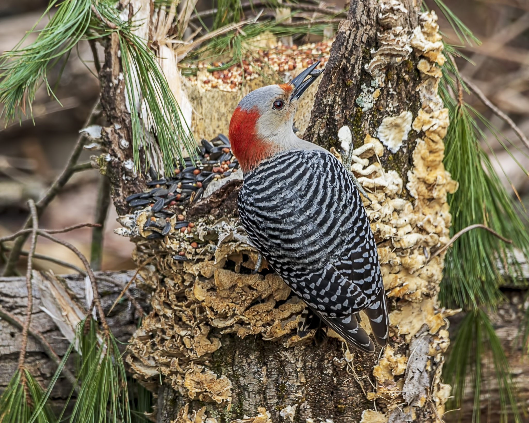 Red Bellied Woodpecker Great Bird Pics   100 