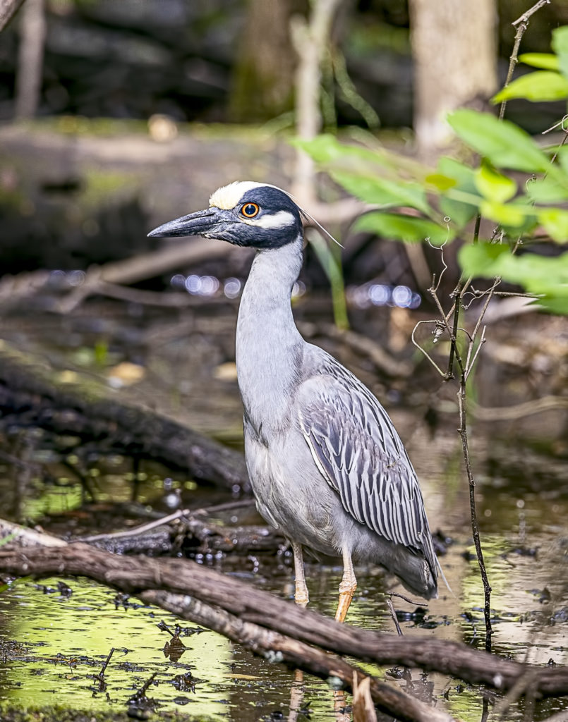 Yellow-crowned Nite Heron | Great Bird Pics