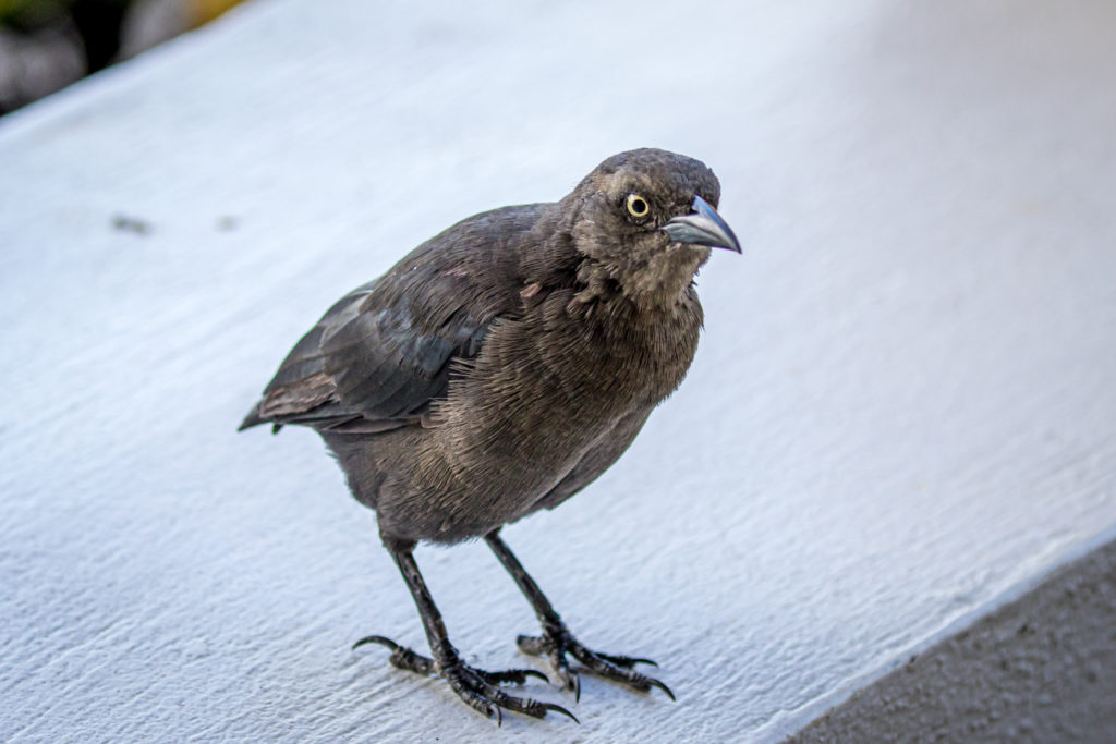 Short Tailed | Great Bird Pics