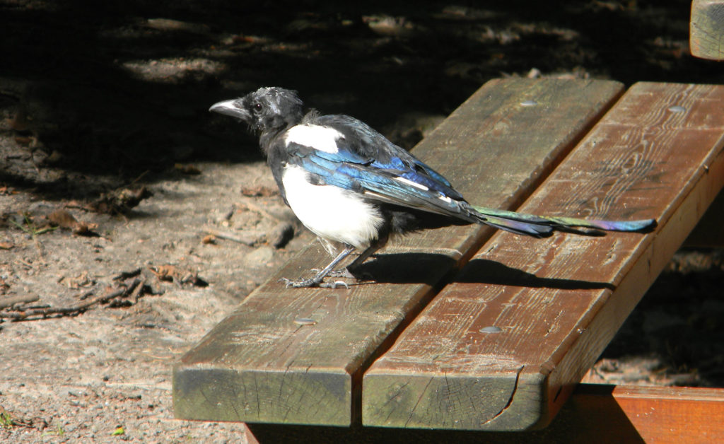 European Magpie | Great Bird Pics