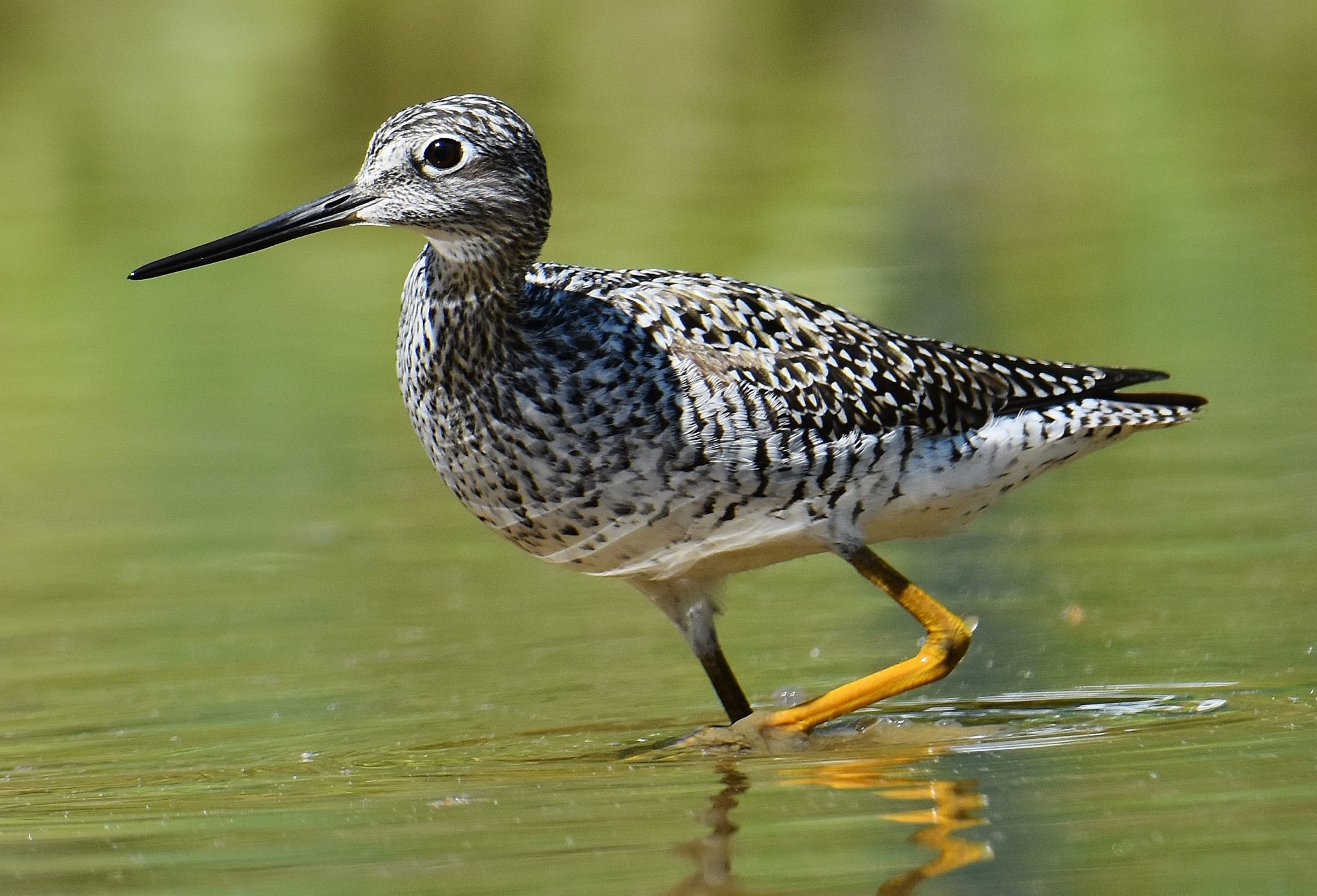 Lesser yellowlegs | Great Bird Pics