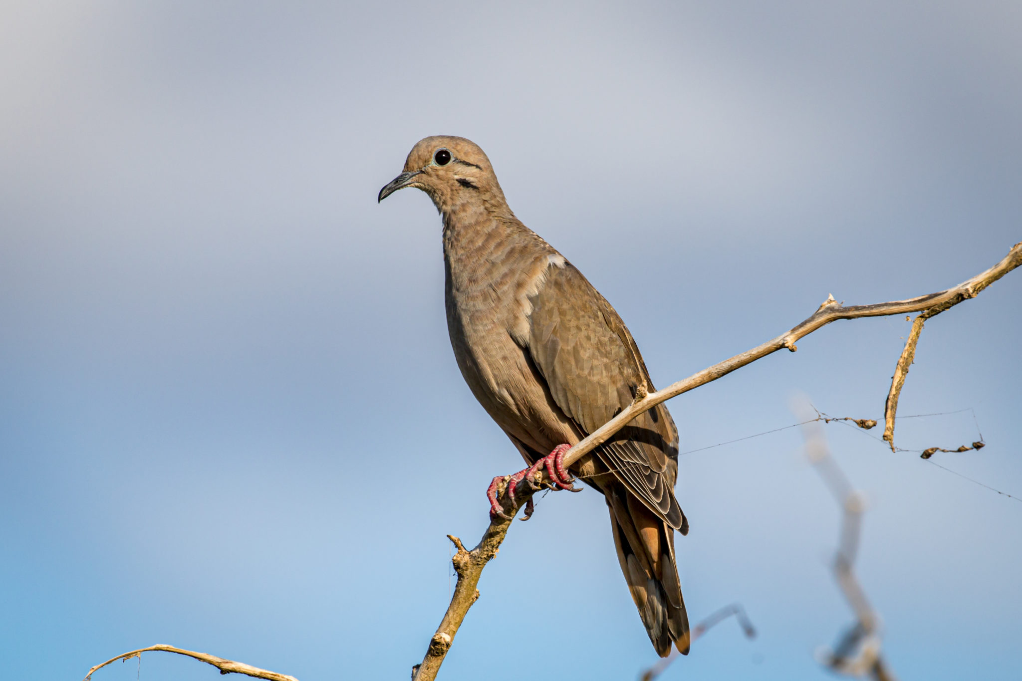 Do Your Ears Hang Low… | Great Bird Pics