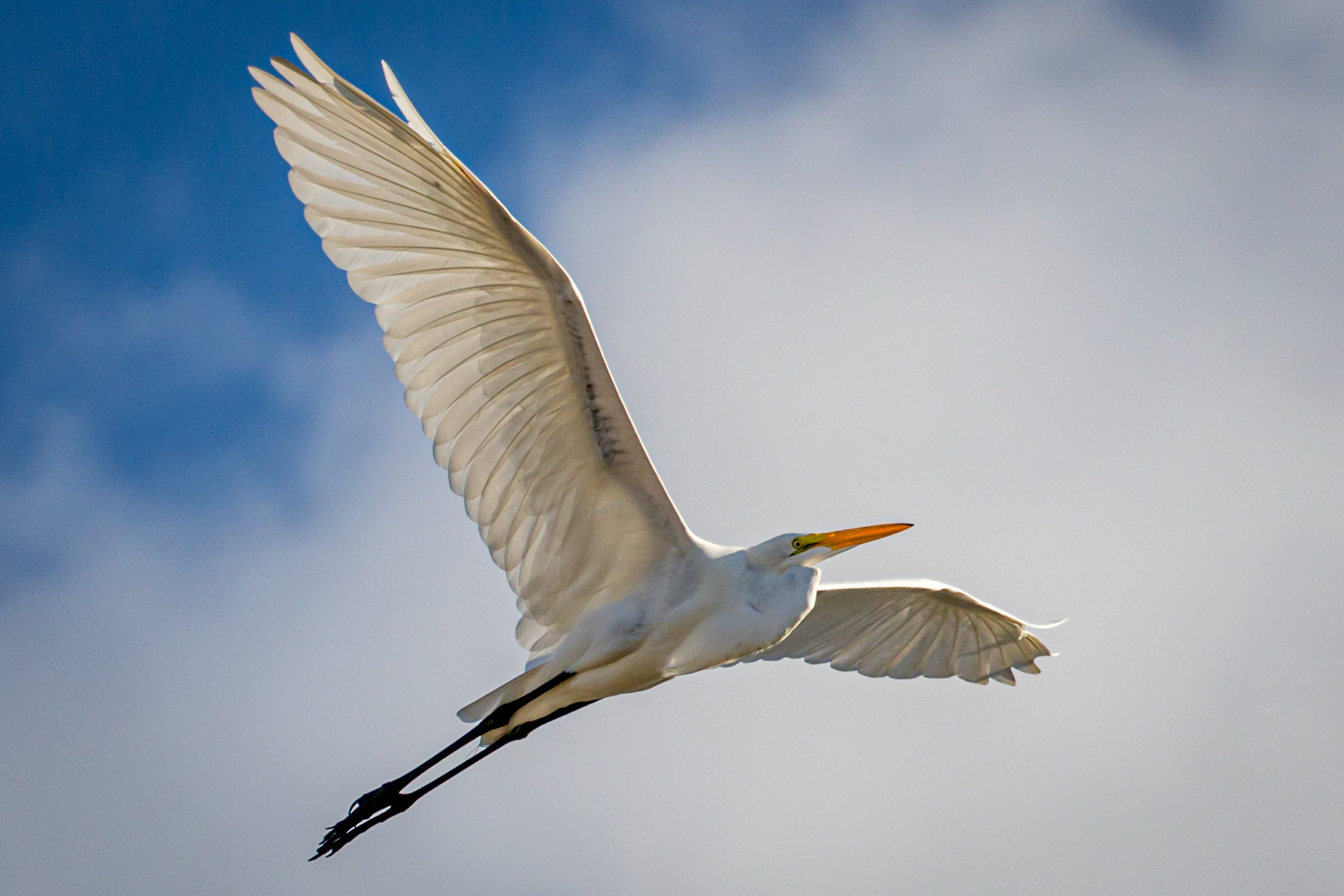 Off We Go Into the Sky Blue Yonder | Great Bird Pics