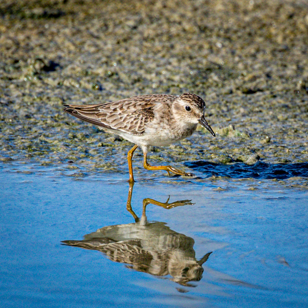 Least Sandpiper Least Sandpiper | Great Bird Pics