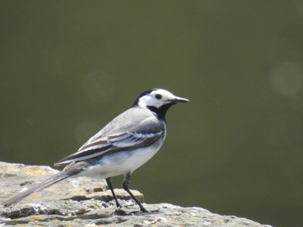 White Wagtail | Great Bird Pics