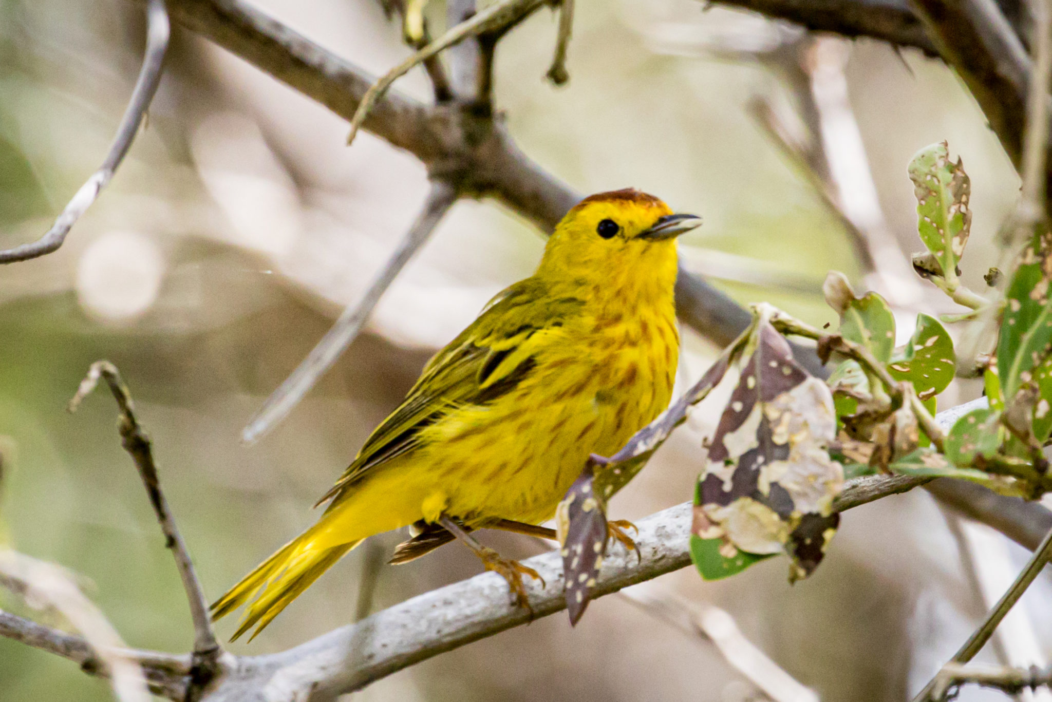 is-it-really-a-yellow-warbler-great-bird-pics
