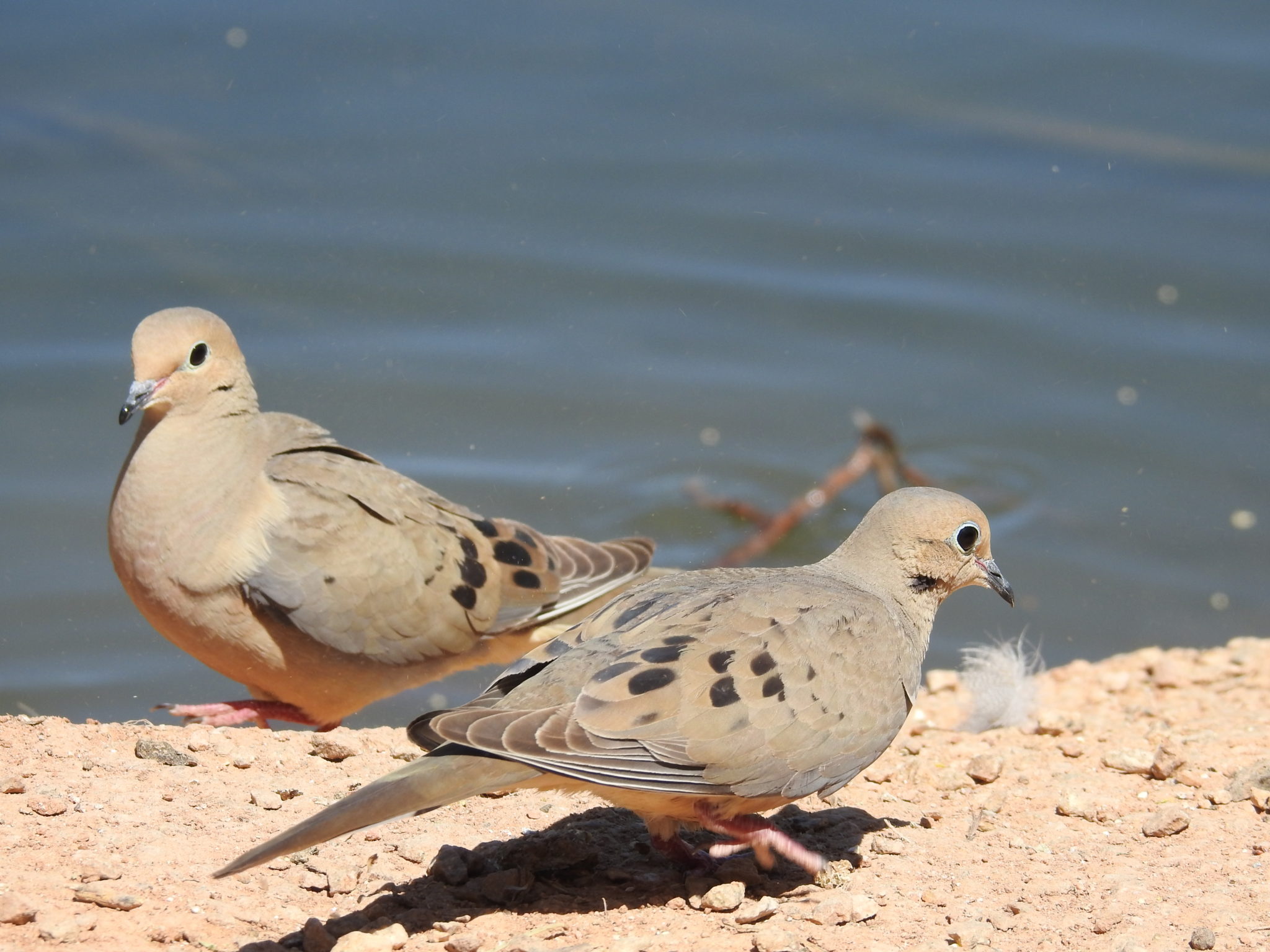 Mourning Doves At The Riparian Preserve In Gilbert Arizona Great Bird