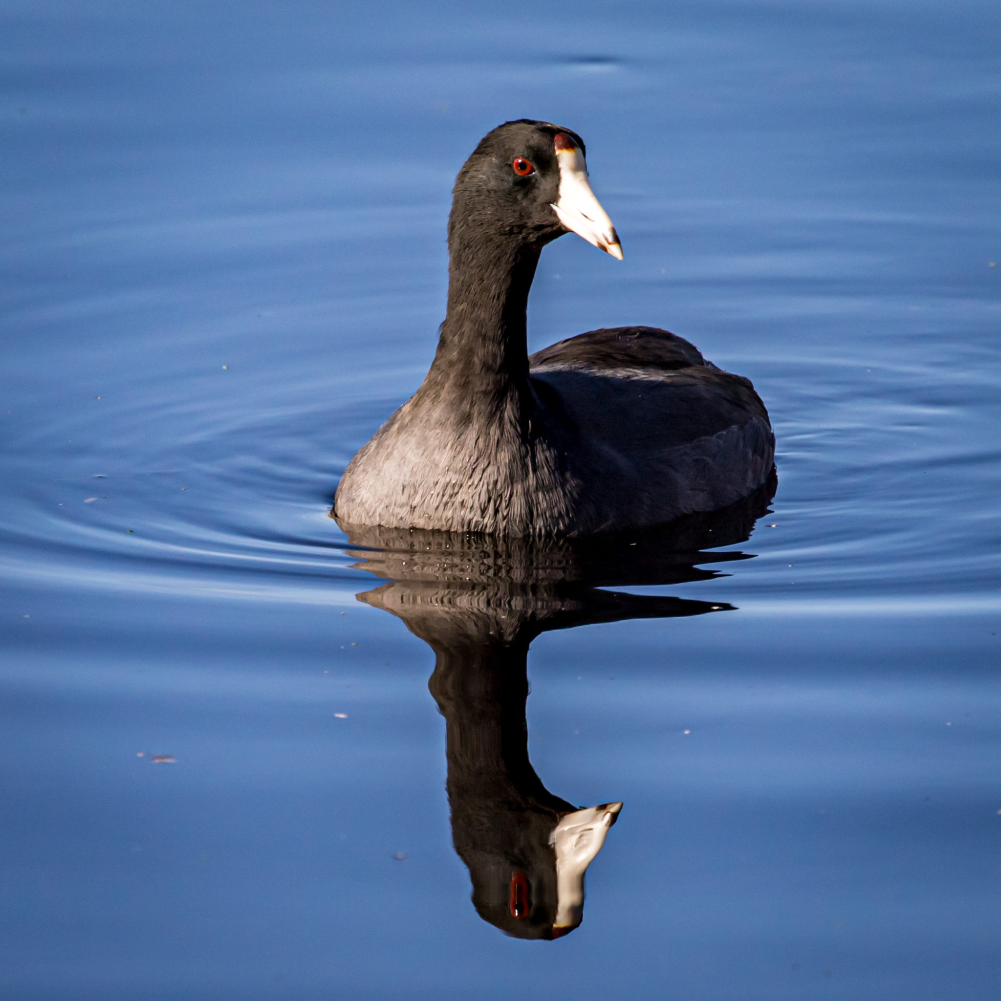 double-coot-great-bird-pics