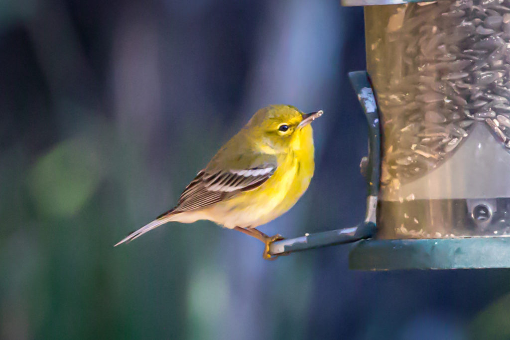 DuPage Bird Club’s Mini Tutorial: Pine Warbler Vs. Yellow-throated ...