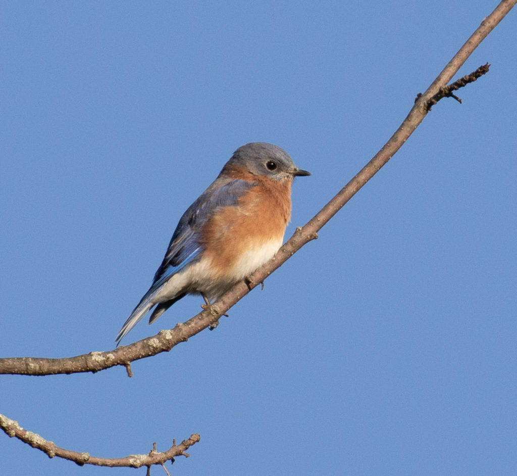 Eastern Bluebird | Great Bird Pics