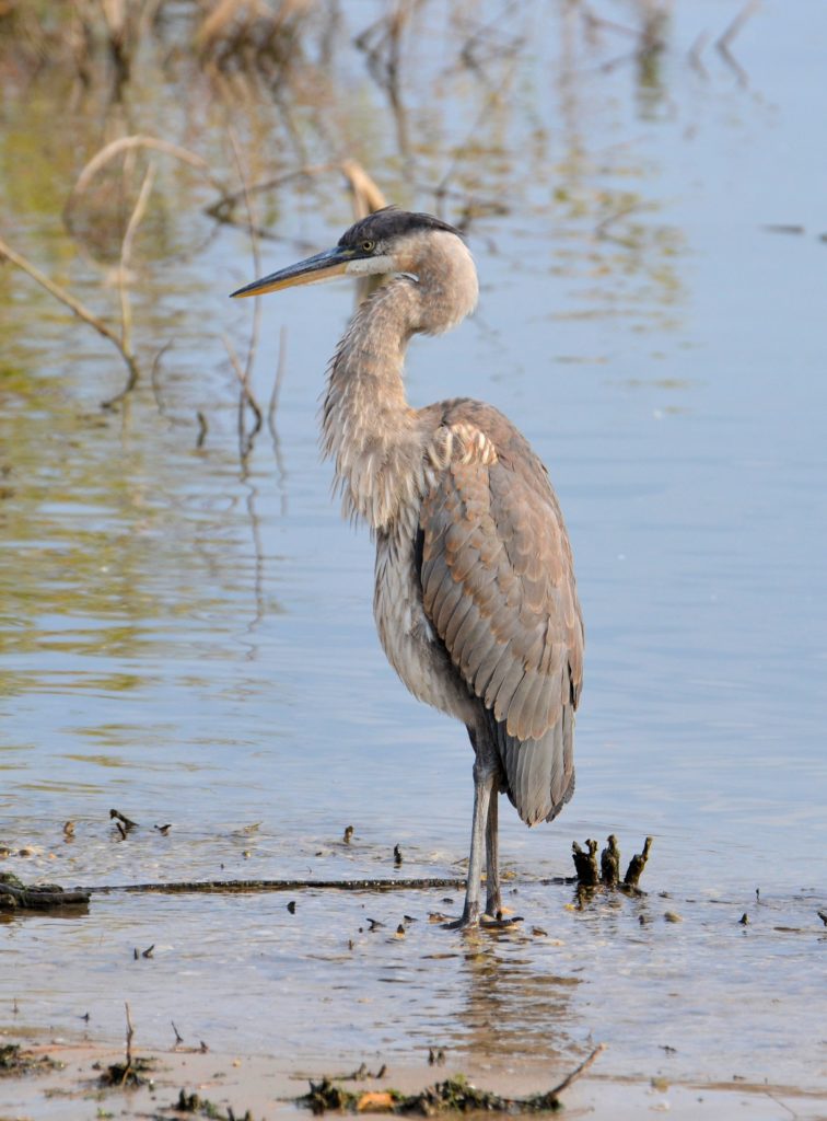 Heron Standing in Water | Great Bird Pics