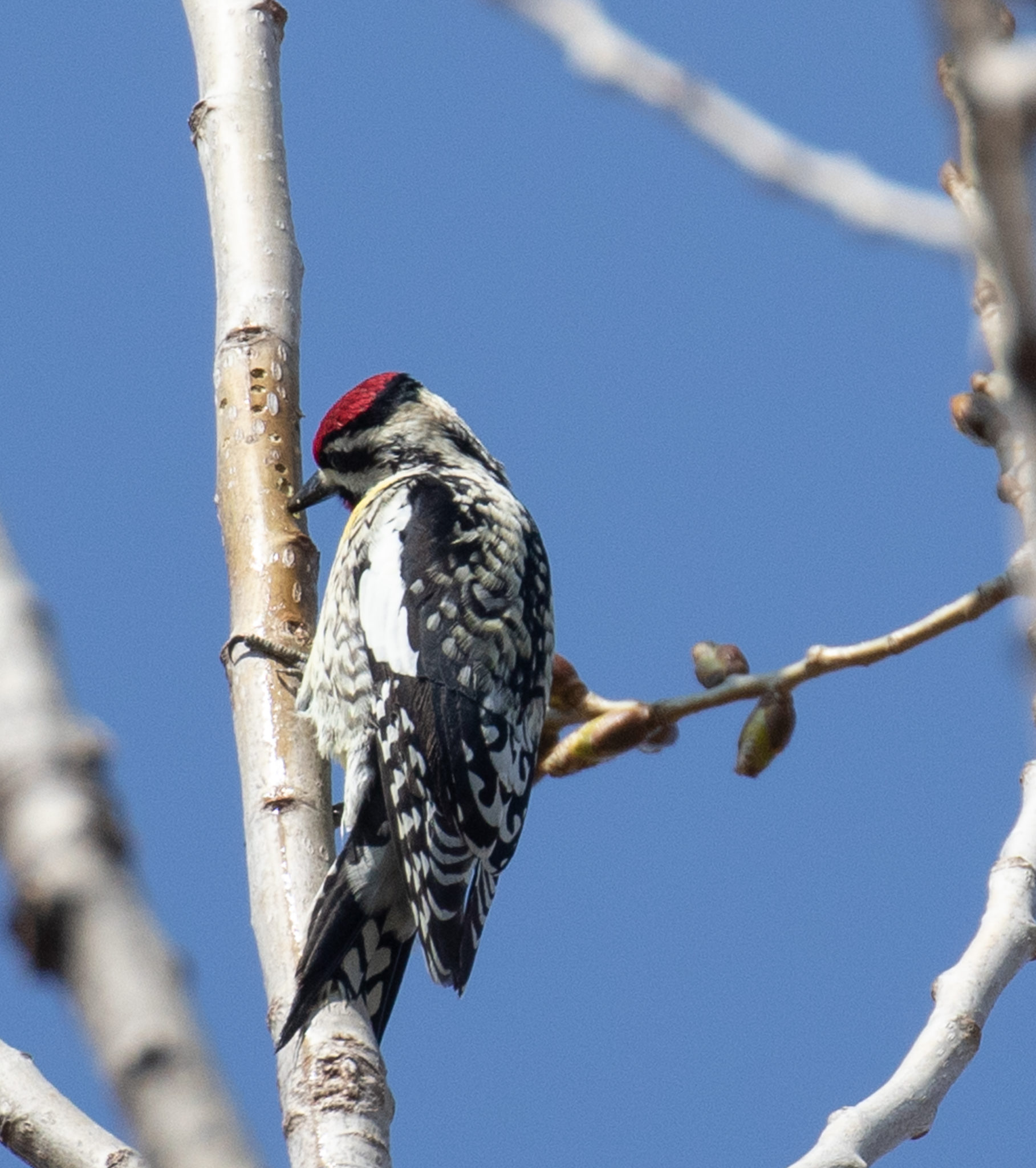 yellow-bellied-sapsucker-a-woodpecker-by-another-name