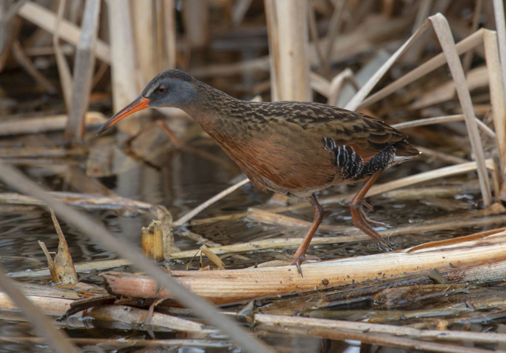 Virginia Rail | Great Bird Pics