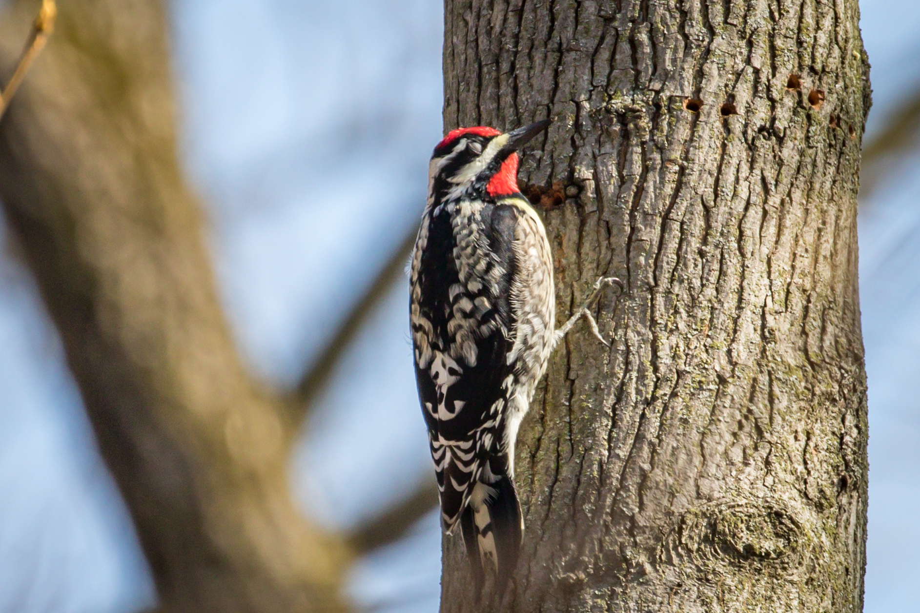 Look Me In The Eye – Sapsucker Part 2 | Great Bird Pics