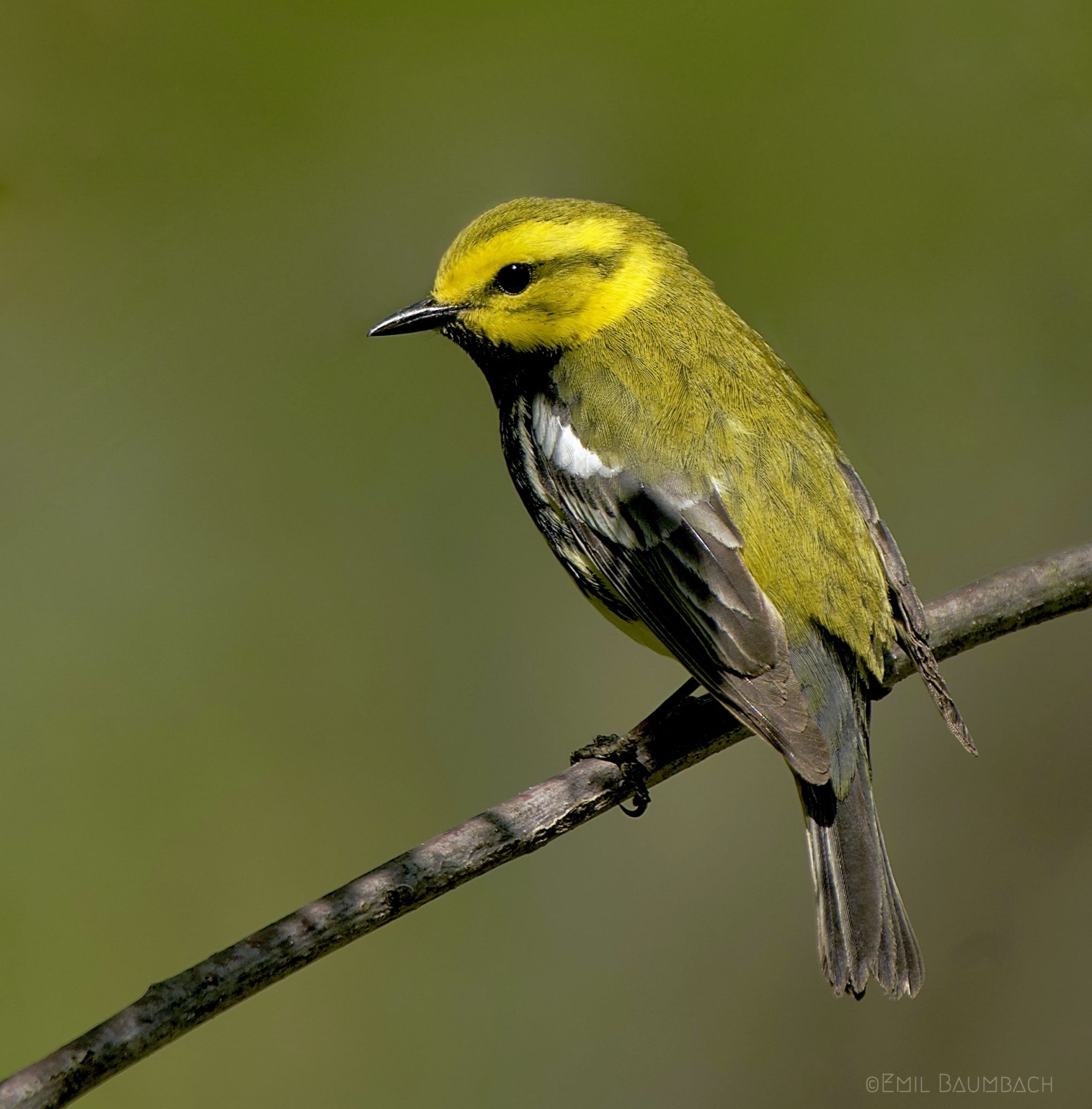 Black throated green Warbler | Great Bird Pics