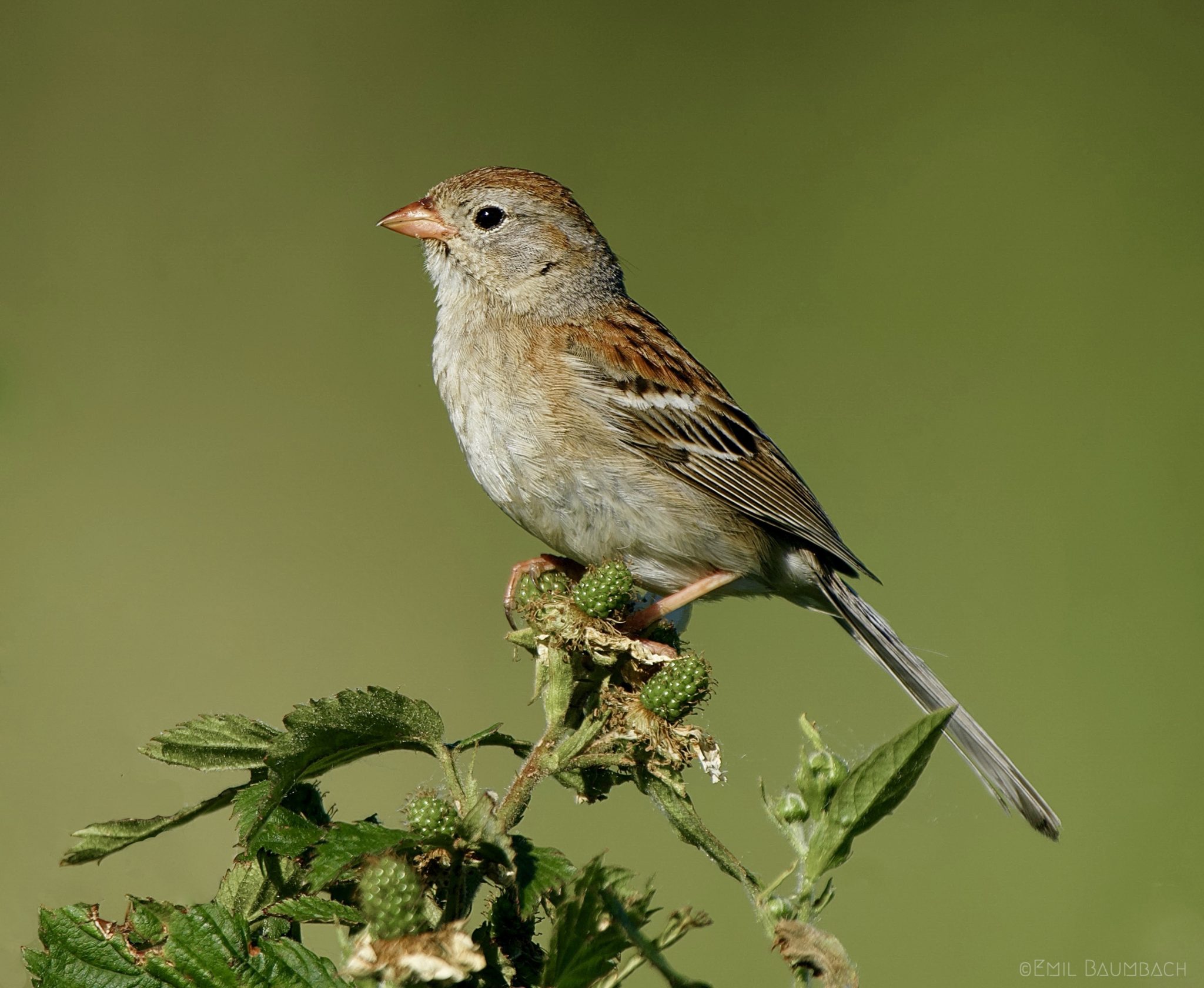 Sitting Pretty | Great Bird Pics