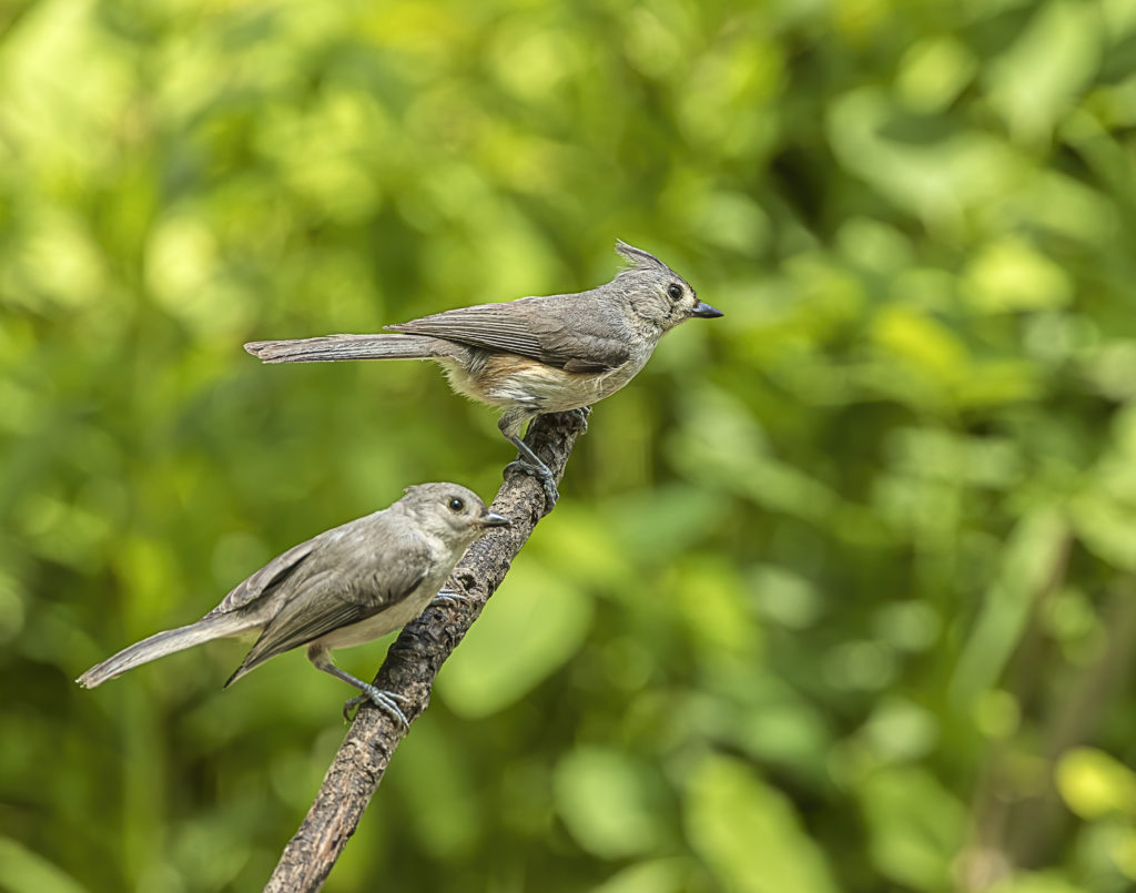 Tufted Titmouse and Juvenile | Great Bird Pics