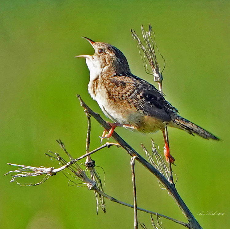 sounds-like-a-typewriter-great-bird-pics