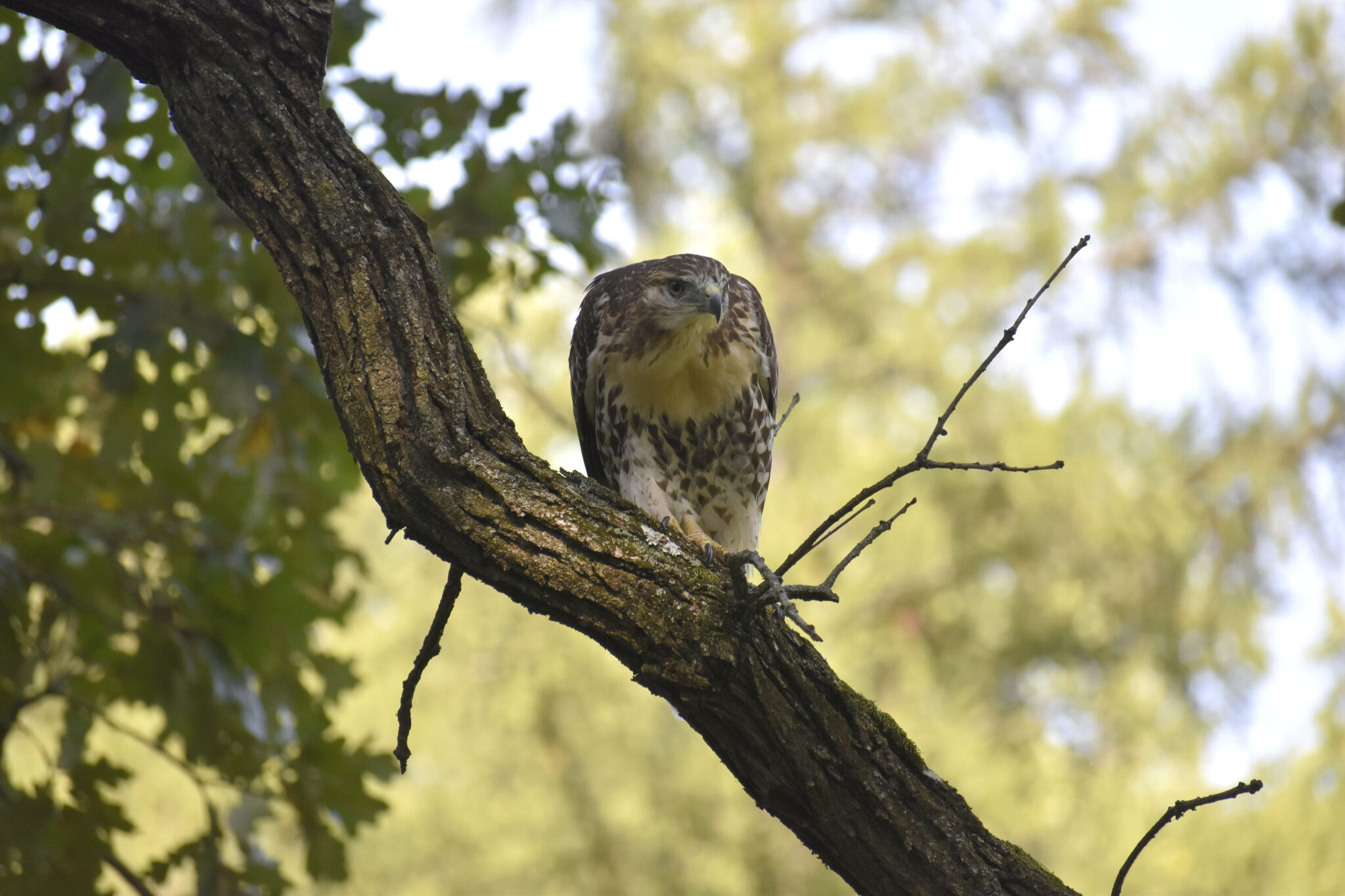 Alert And Waiting Great Bird Pics   465 Copy 