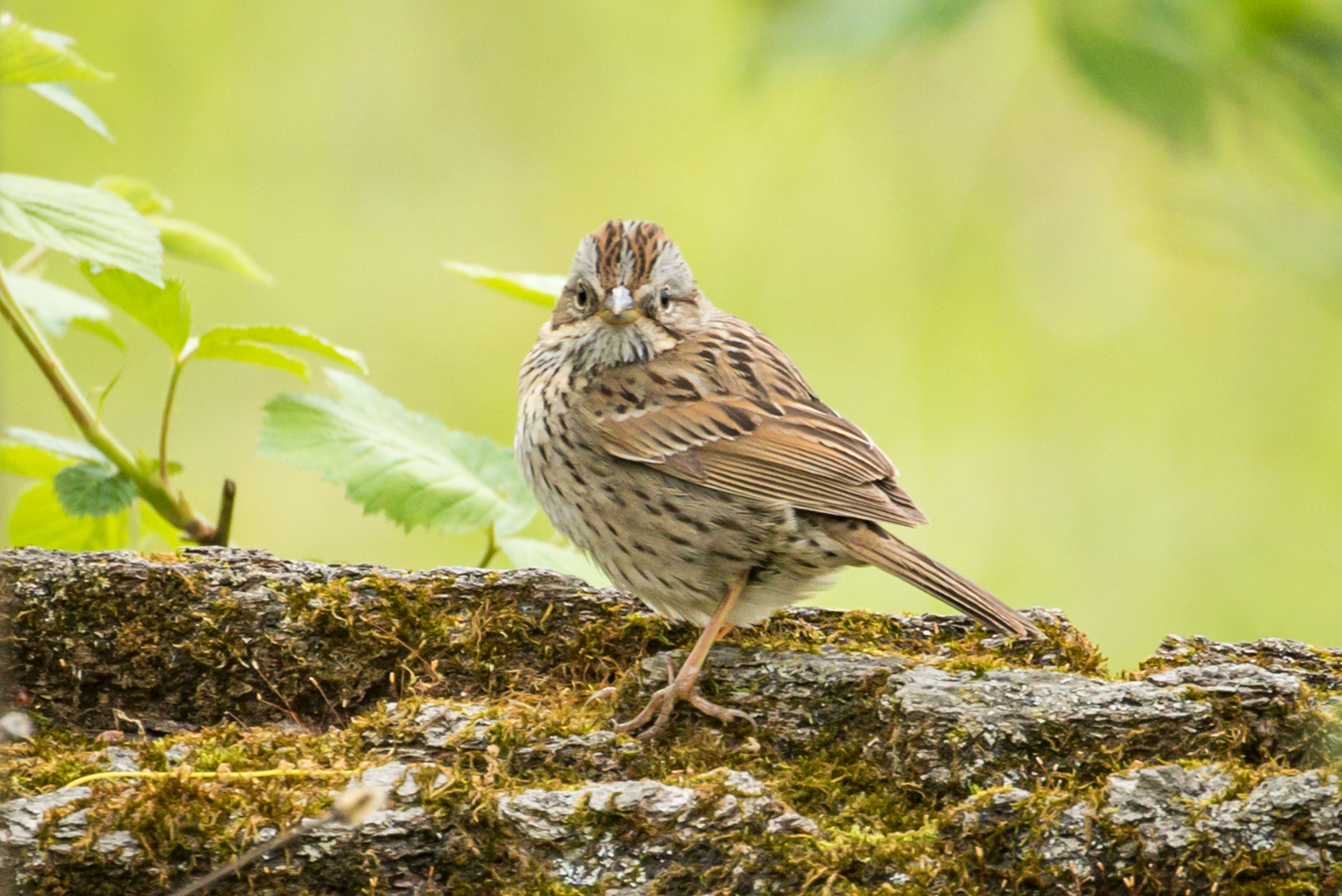 Delicate Stripes | Great Bird Pics