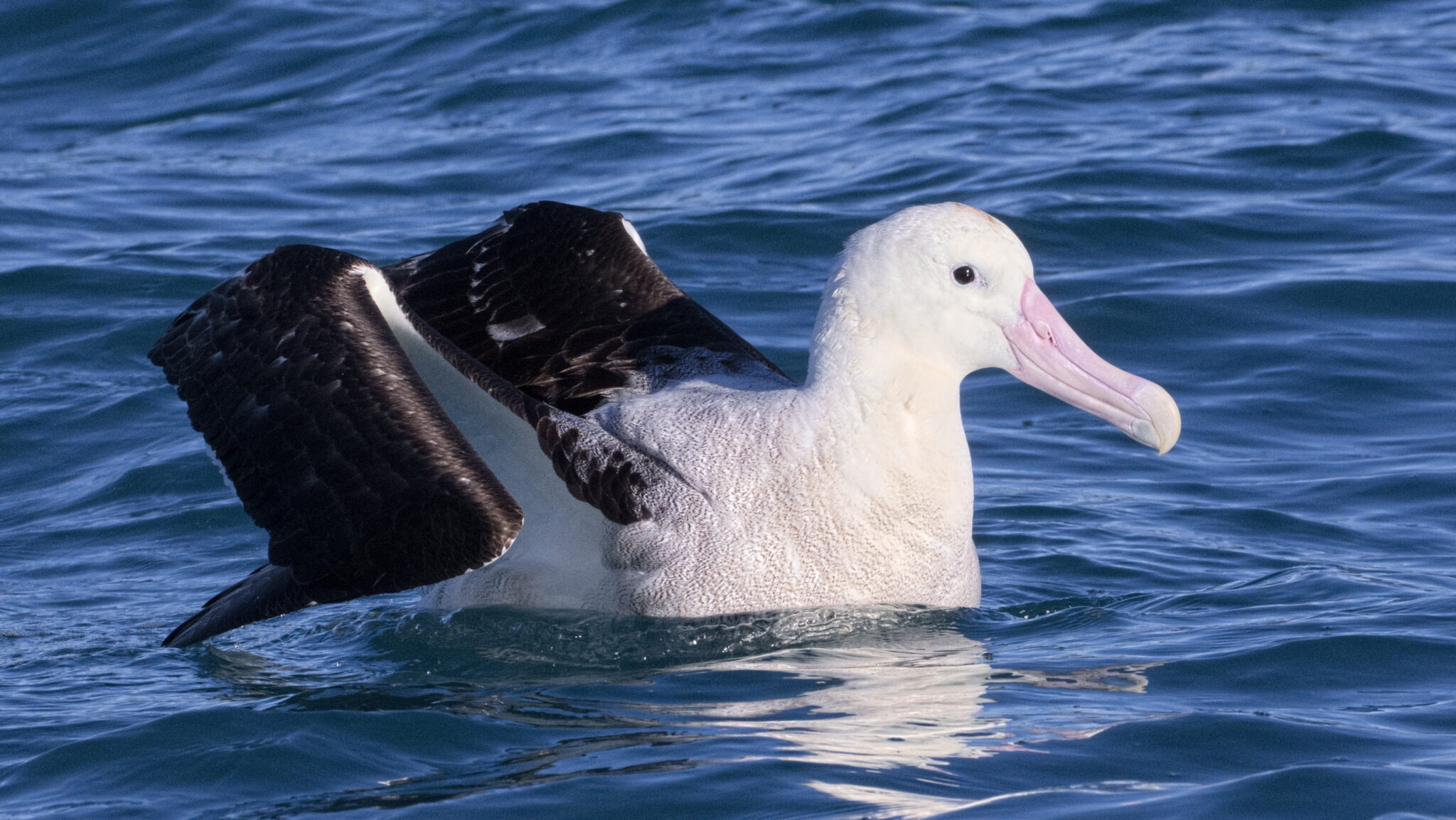 wandering albatross uk