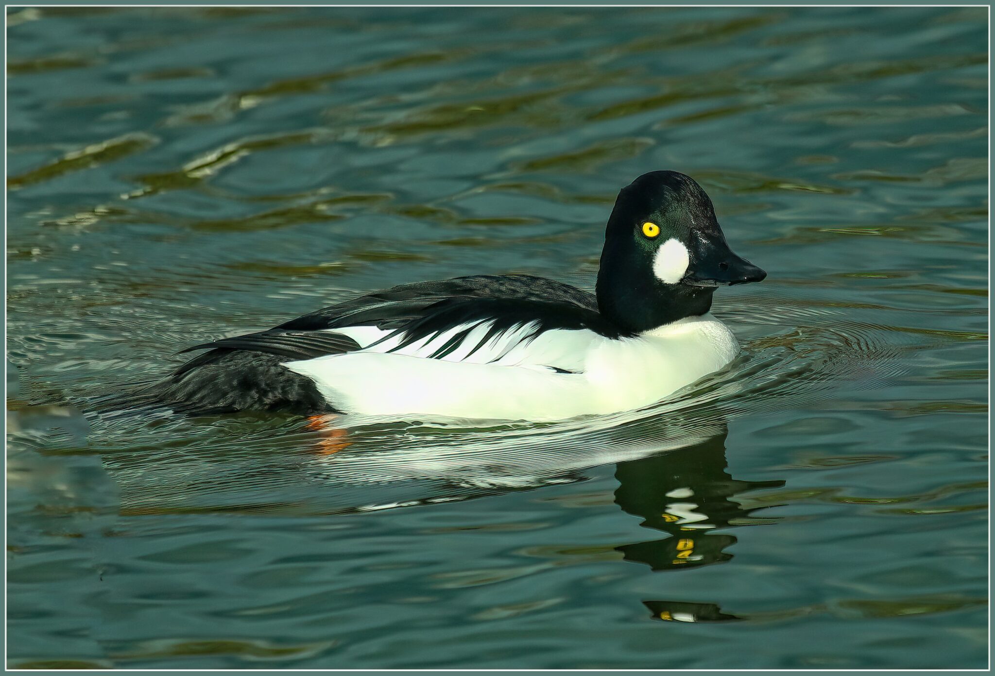 Common Goldeneye | Great Bird Pics