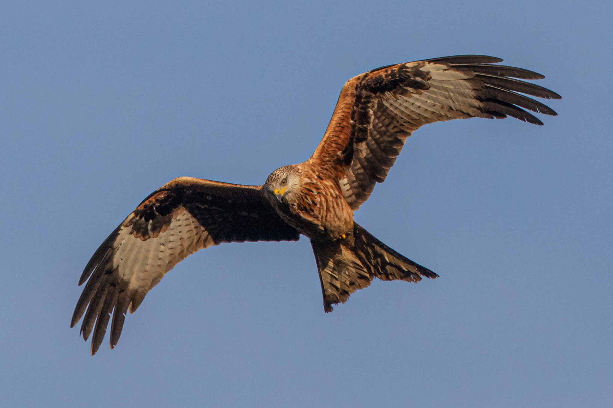 images of kite bird
